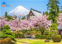 [HCM] Tour Nhật Bản Hành Trình Vàng Mùa Hoa Anh Đào